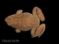 藏品(澤蛙)的圖片